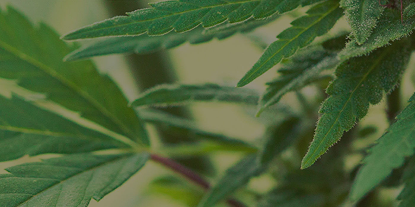 Green Mountain Leases Greenhouse, Targets Hemp Production and R&amp;D on High CBD Hemp Cultivar